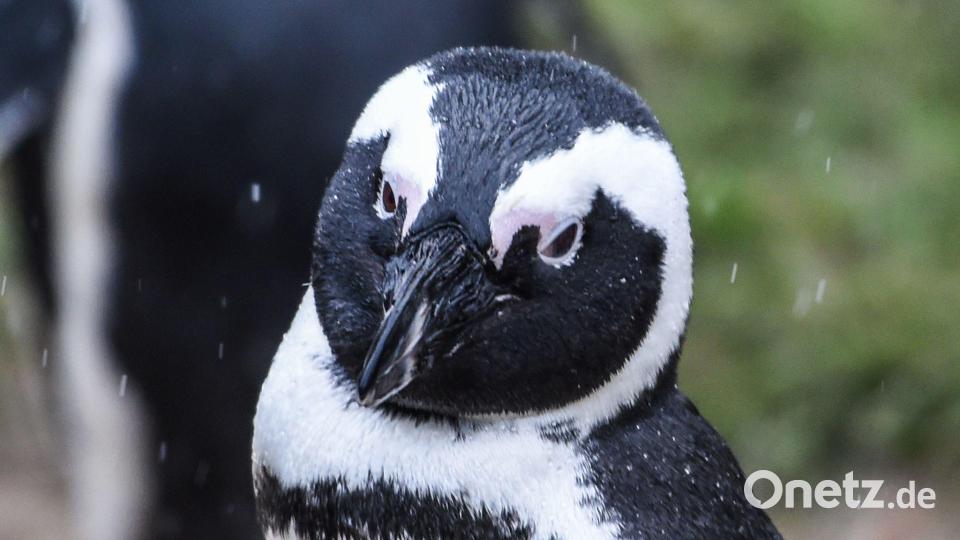 Ein Brillenpinguin (Spheniscus demersus) Bild: Kira Hofmann/dpa-Zentralbild/dpa