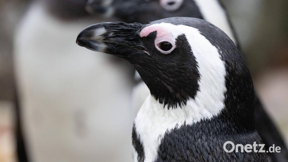 Brillenpinguin (Spheniscus demersus) Bild: Sebastian Kahnert/dpa