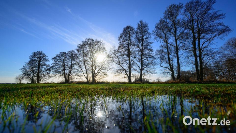 Spreewald: Kahle Bäume spiegeln sich auf überschwemmter Winterwiese. Bild: Patrick Pleul/dpa