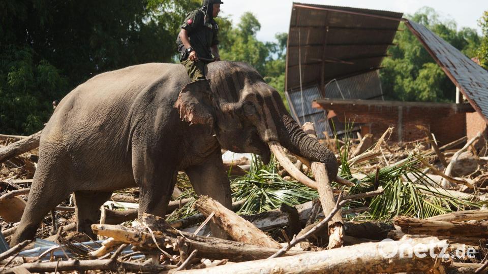 Die Dickhäuter sind eine wertvolle Hilfe bei den Aufräumarbeiten auf Sumatra - aber die nächsten Regenfälle werden schon erwartet. Bild: Ahyar Tarmizi/AP/dpa