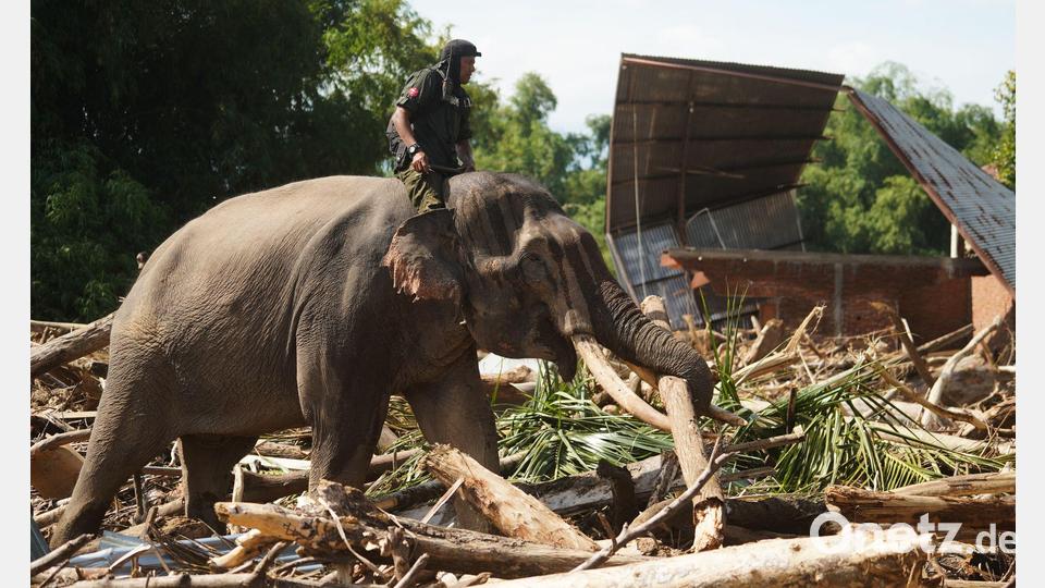Tierisch stark: Ein Elefant beseitigt Trümmer nach schweren Überschwemmungen in der indonesischen Provinz Aceh. Bild: Ahyar Tarmizi/AP/dpa