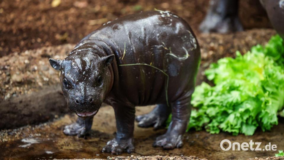Nachwuchs im Duisburger Zoo: Zwergflusspferd Panya zeigt sich erstmals den Besuchern. Bild: Christoph Reichwein/dpa