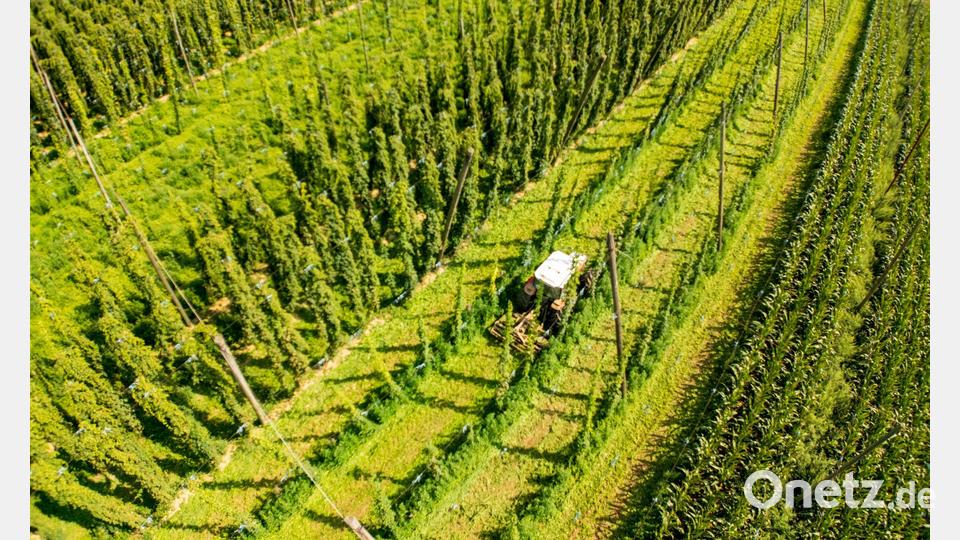 „Wer sich rechtzeitig anpasst, kann gestärkt aus dieser Phase hervorgehen“, ist der Vorsitzende des Deutschen Hopfenwirtschaftsverbands, Pascal Piroué, überzeugt. (Archivbild) Bild: Peter Kneffel/dpa