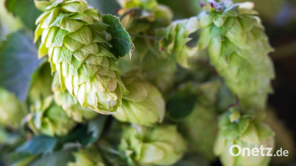 Die deutschen Hopfenbauern stehen laut Verbandsangaben vor einem grundlegenden Umbruch der Branche. (Archivbild) Bild: Peter Kneffel/dpa