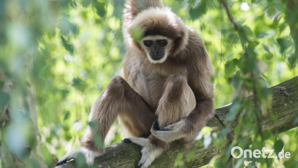 Ein Weißhandgibbon sitzt im Berliner Tierpark Bild: picture alliance / dpa