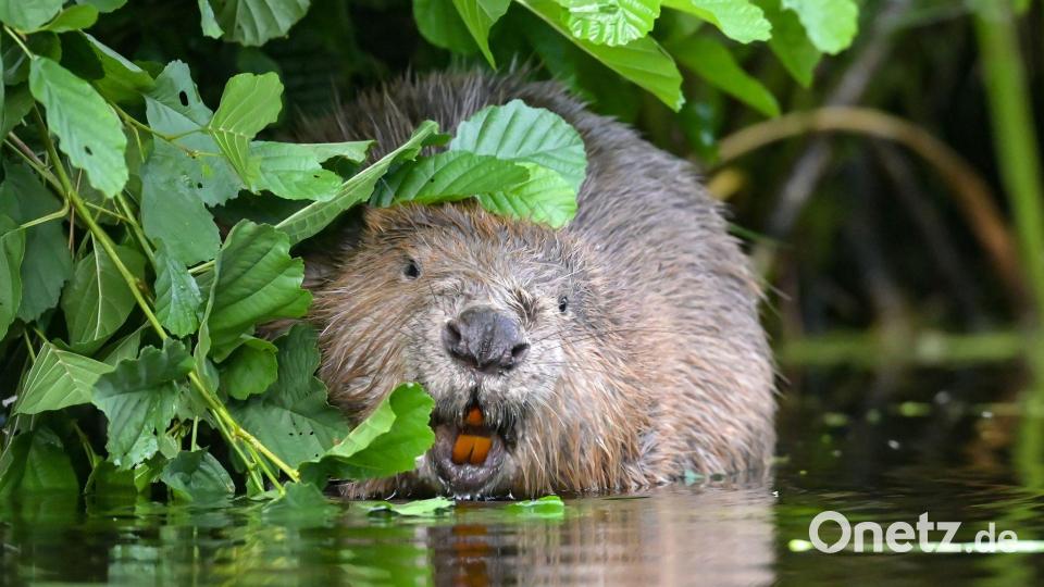 Eurasischer Biber Bild: Patrick Pleul/dpa-Zentralbild/dpa