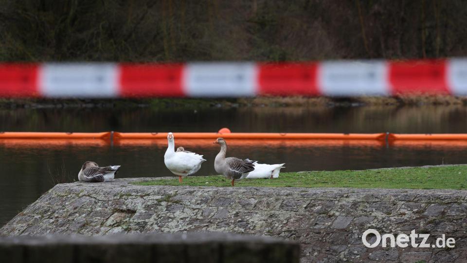 Mit Ölsperren wurde die Verbreitung des Dieselkraftstoffs im Main verhindert. (Archivbild) Bild: Karl-Josef Hildenbrand/dpa