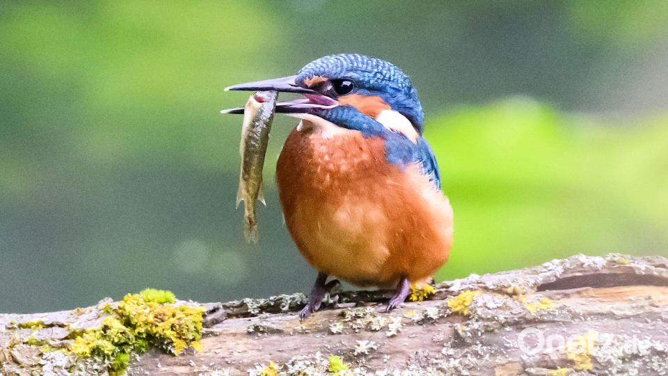 In wärmeren Wintern findet der Eisvogel besser Nahrung. (Archivbild) Bild: Julian Stratenschulte/dpa/dpa-tmn