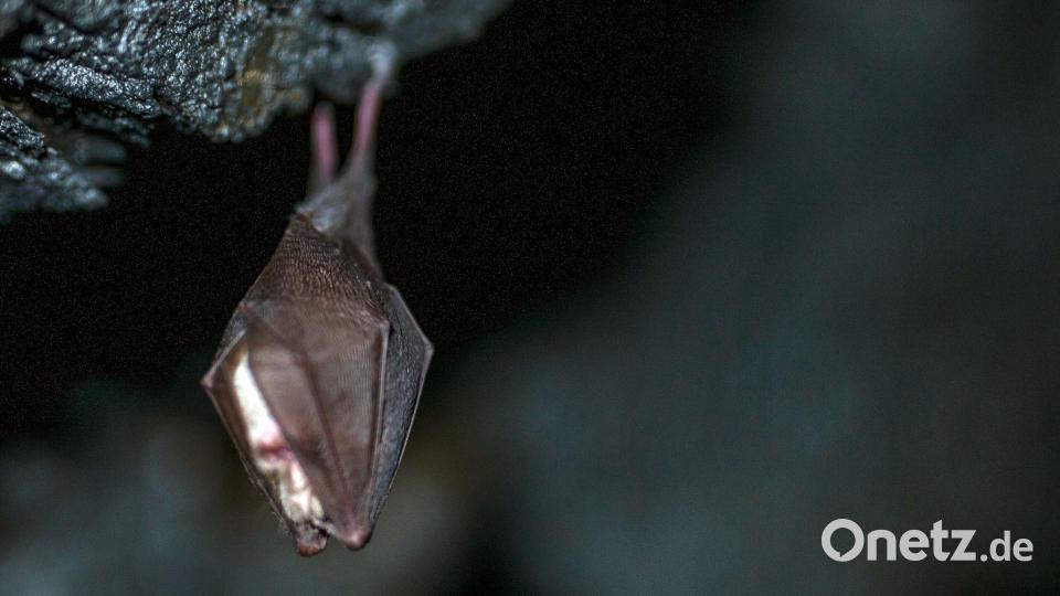 Fledermäuse können in warmen Winter ebenfalls aufwachen. (Archivbild) Bild: Pia Bayer/dpa