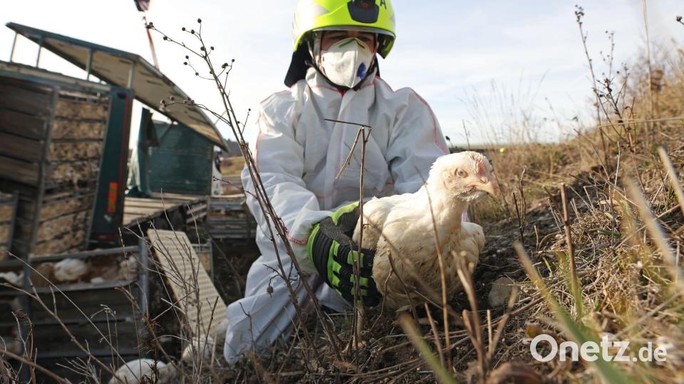 Gerettet: Feuerwehrmann Dustin fängt ein Huhn am Fahrbahnrand der A36 ein. Ein mit 5000 Hühnern beladener Lkw war auf der Autobahn zwischen Quedlinburg und Thale verunglückt. Bild: Matthias Bein/dpa