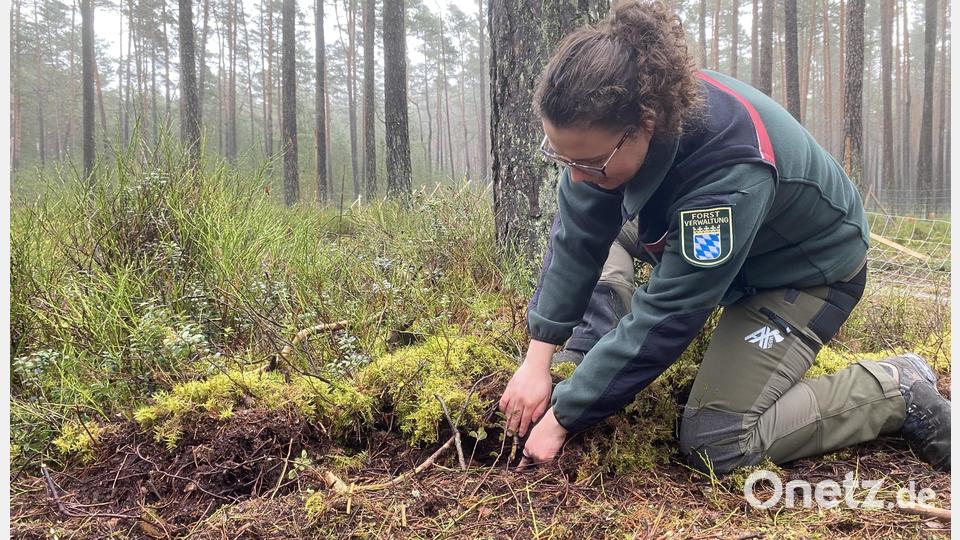 Försterin Verena Kosel zeigt die Bodenschichten im Stadtwald Grafenwöhr. Bild: Stephanie Margeth
