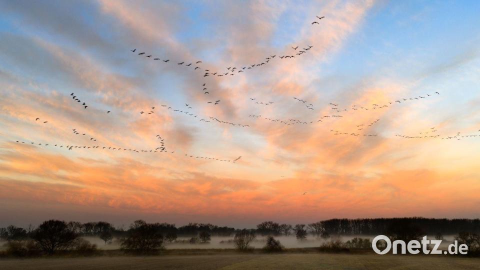 Vogelschwärme fliegen vor dem vom Sonnenaufgang gefärbten Morgenhimmel in der Leinemasch in der Region Hannover. Bild: Julian Stratenschulte/dpa