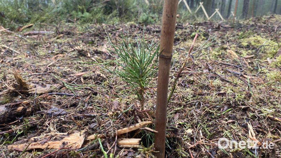 Gelbkiefersetzling im Stadtwald Grafenwöhr. Bild: Stephanie Margeth