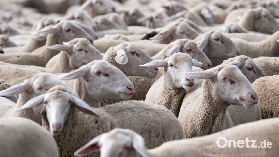 In Bayern gibt es mehr als 270.000 Schafe. (Archivbild) Bild: Sven Hoppe/dpa