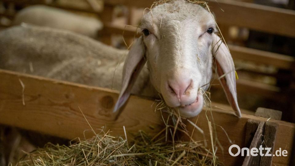 Die Schafhalter in Bayern sind auf staatliche Unterstützung angewiesen. (Archivbild) Bild: Peter Kneffel/dpa