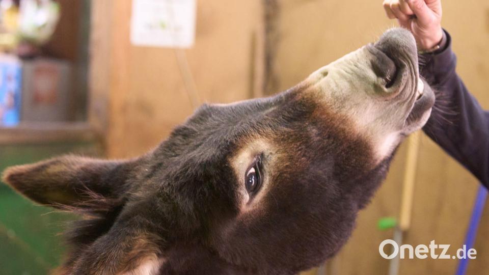 Esel werden im Tourismus und für Therapiezwecke eingesetzt. (Archivbild) Bild: Thomas Frey/dpa