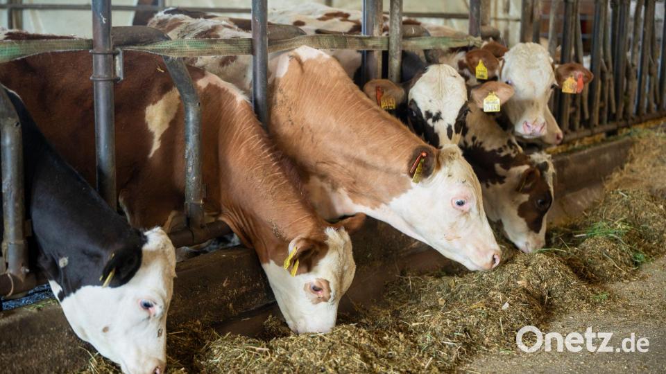 Es gibt keine offiziellen Zahlen dazu, wie viele Ochsen in Bayern gehalten werden. (Archivbild) Bild: Peter Kneffel/dpa