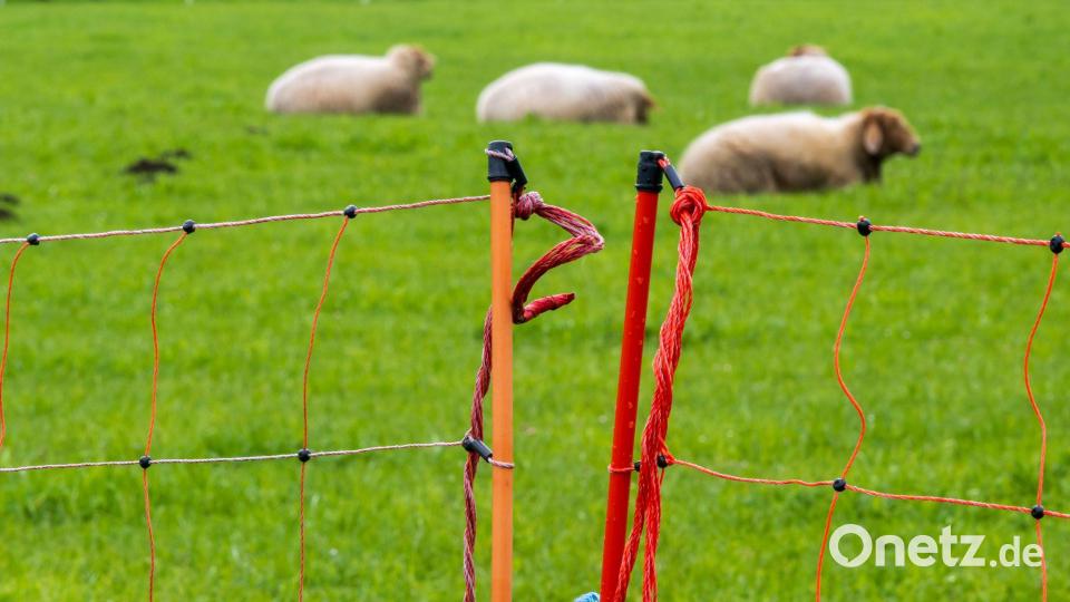 Ein Zaun soll Schafe vor dem Wolf schützen. (Archivbild) Bild: Peter Kneffel/dpa