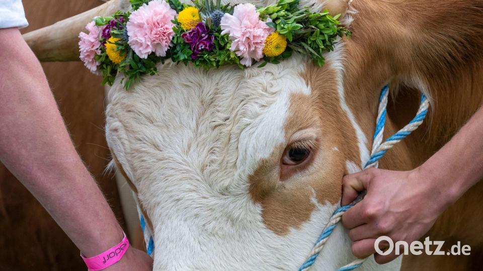 Ochsenrennen sorgen für große Gaudi unter den Zuschauern. (Archivbild) Bild: Peter Kneffel/dpa