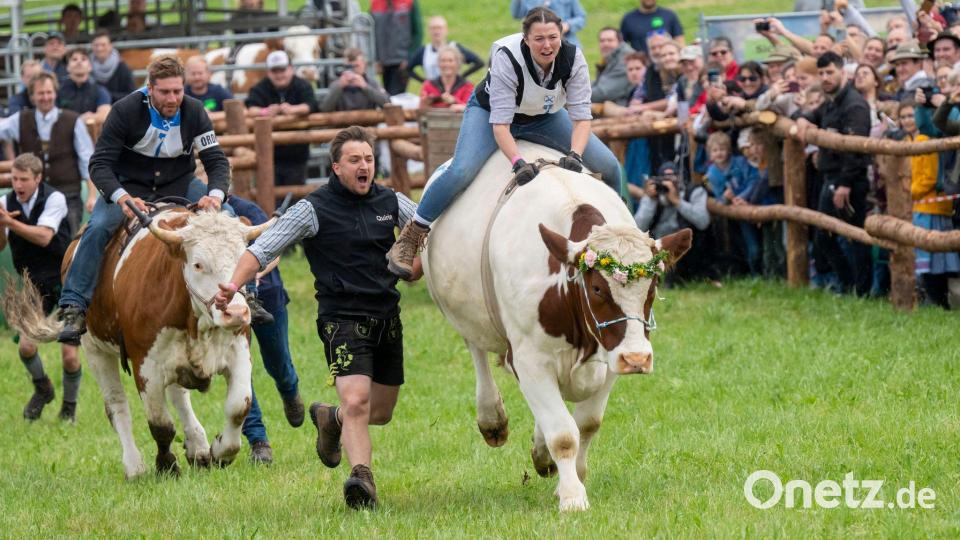 Ochsenrennen sorgen für große Gaudi unter den Zuschauern. (Archivbild) Bild: Peter Kneffel/dpa