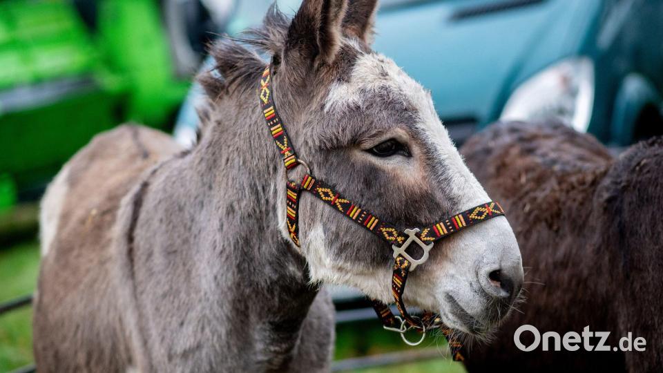 Es ist unklar, wie viele Esel in Deutschland gehalten werden. (Archivbild) Bild: Hauke-Christian Dittrich/dpa