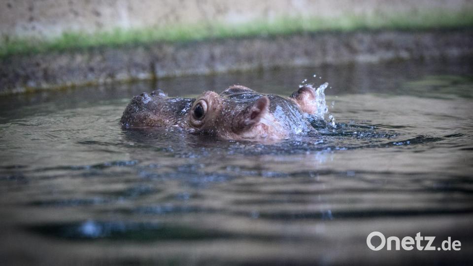 Kecke Ohren: Willi Wackelöhrchen Bild: Bernd von Jutrczenka/dpa