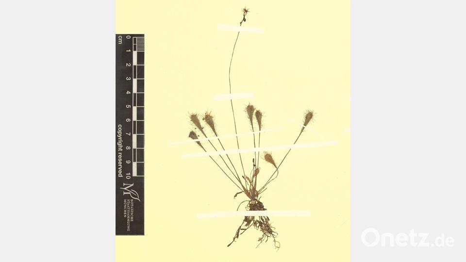 Bei dem Bayerischen Sonnentau handelt es nicht um eine eigenständige Pflanzenart, sondern um eine natürlich entstandene Kreuzung. Bild: Andreas Fleischmann/Staatliche Naturwissenschaftliche Sammlungen Bayerns/dpa