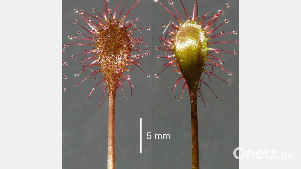 Neue Pflanzen werden den Experten zufolge überaus selten in Mitteleuropa, Deutschland und Bayern entdeckt. (Handout) Bild: Andreas Fleischmann/Staatliche Naturwissenschaftliche Sammlungen Bayerns/dpa