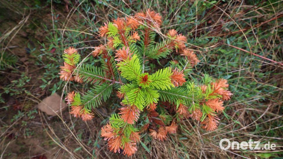 Auch an Christbäumen gehen die negativen Folgen von Hitze, Trockenheit und Klimawandel nicht spurlos vorbei. (Illustration) Bild: Karl-Josef Hildenbrand/dpa