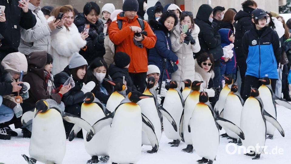 Königspinguine marschieren für Zoo-Parade in Hokkaido Bild: Uncredited/kyodo/dpa