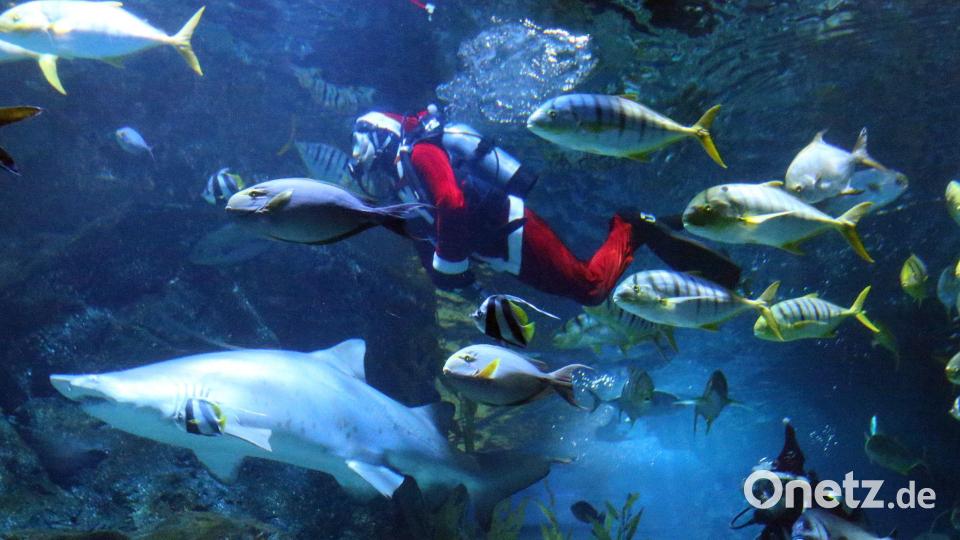 Taucher in Weihnachtsmannkostümen treten in der Sea Life Bangkok Ocean World in Bangkok auf. Bild: Rachen Sageamsak/XinHua/dpa