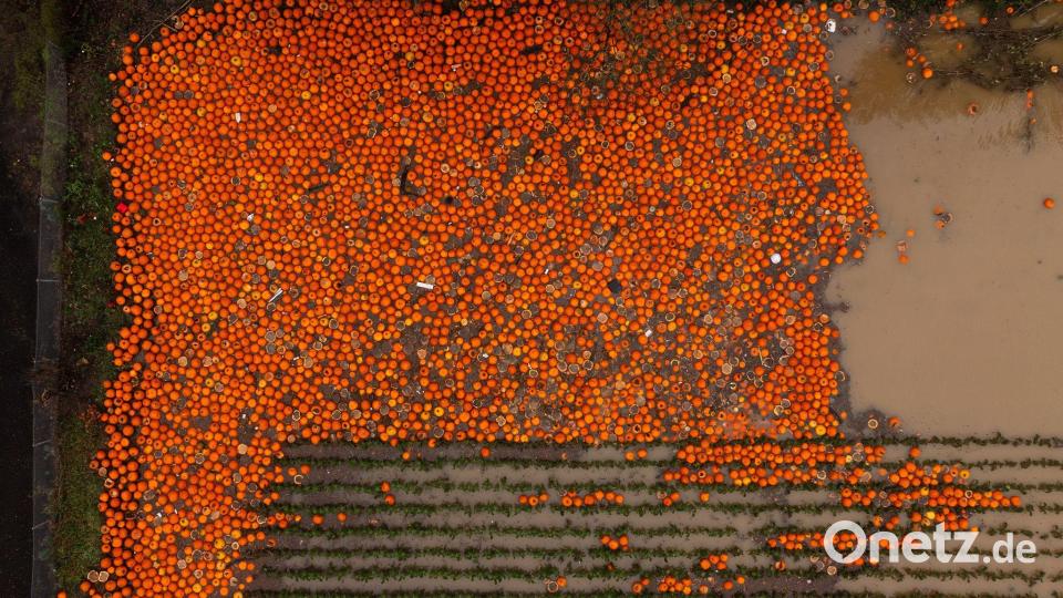 Kürbisse liegen auf einem überschwemmten Feld bei Kent, Washington. Bild: Erika Schultz/The Seattle Times/AP/dpa