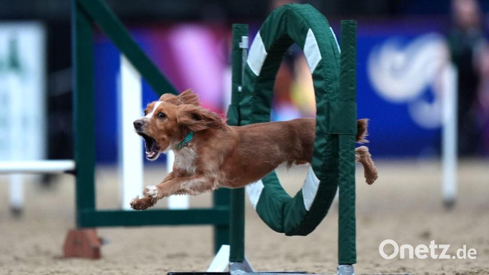 Sprung ins Rampenlicht: Hund beim Agility-Wettbewerb in London Bild: Ben Whitley/PA Wire/dpa