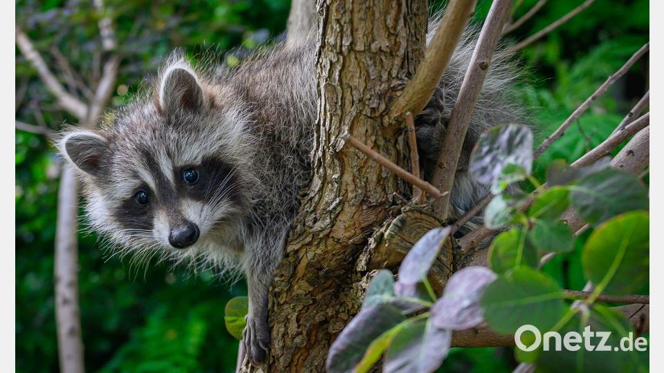 Mehr als 9.500 Waschbären wurden in Bayern im vergangenen Jagdjahr geschossen. (Symbolbild) Bild: Patrick Pleul/dpa