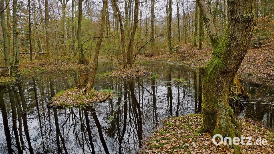 Zwei Hobby-Sucher haben in dem Waldstück an der deutschen Grenze bei Basel die Münzen gefunden. Bild: -/Archäologie Baselland/dpa