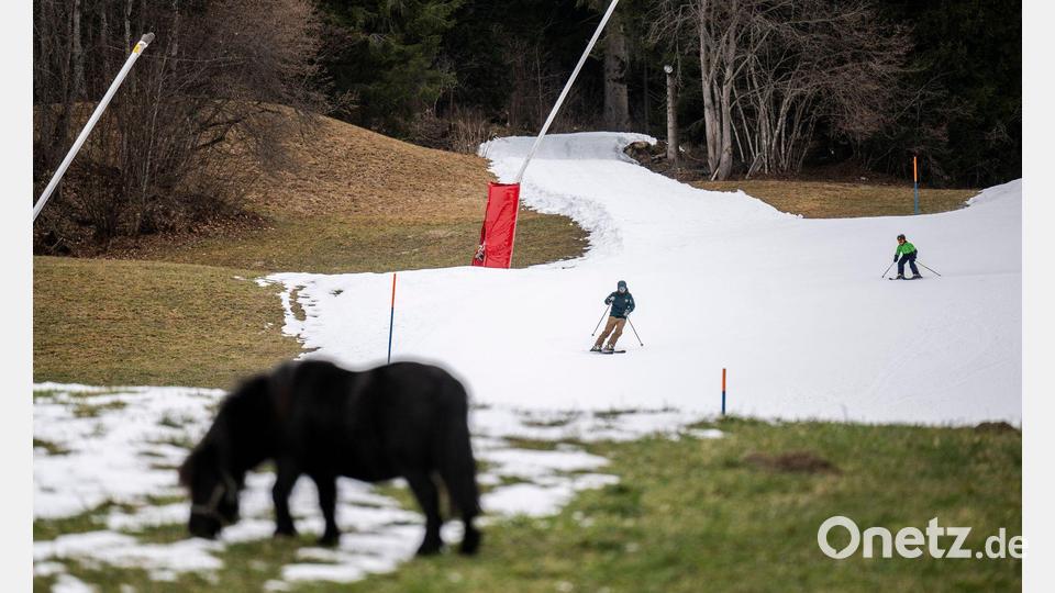 Kaum Schnee in der Schweiz: Zwergpony Ellie grast im Grünen vor einer Talabfahrt aus Kunstschnee in Graubünden . Bild: Gian Ehrenzeller/KEYSTONE/dpa