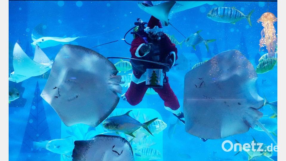 Ein Taucher im Weihnachtsmannkostüm füttert Fische im Coex Aquarium im südkoreanischen Seoul. Bild: Ahn Young-joon/AP/dpa
