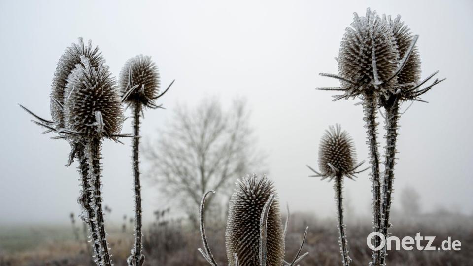 Winterlich: Eis hat sich auf verblühten Disteln in Bayern gebildet. Bild: Stefan Puchner/dpa