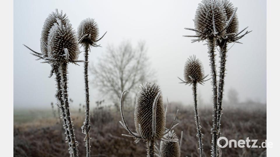 „Zunehmend winterlich kalt“, lautet die Vorhersage des Deutschen Wetterdiensts (DWD) für die nächsten Tage. Bild: Stefan Puchner/dpa