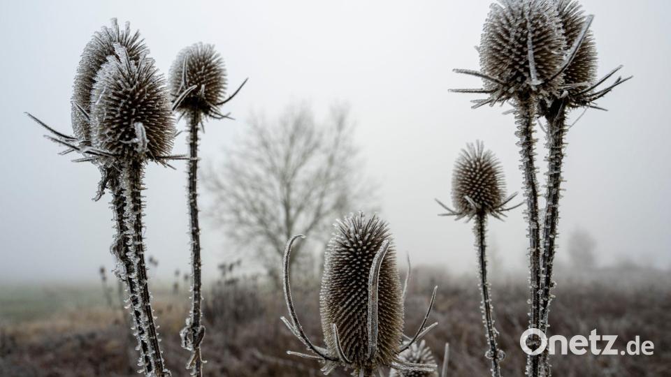 Am Dienstag könnte dann der ersehnte Schnee kommen – zumindest gebietsweise. Bild: Stefan Puchner/dpa