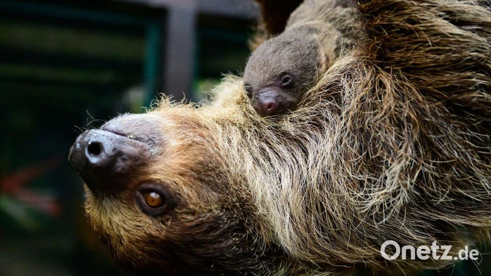 Süßer Nachwuchs: Faultier-Baby im Vogelpark Walsrode Bild: Philipp Schulze/dpa
