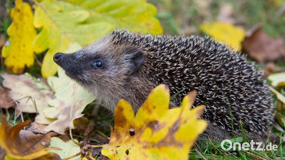 Schon Frühling? Weil es so warm war, wurden manche Winterschläfer vorzeitig wach. (Symbolbild) Bild: Patrick Pleul/dpa-Zentralbild/dpa