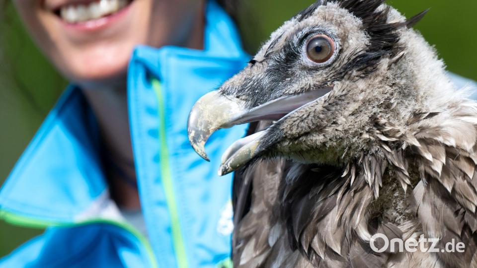 Bartgeier Vinzenz machte sich auf eine abenteuerliche Reise und flog bis an die Nordsee. Bild: Sven Hoppe/dpa