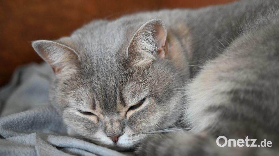 In Augsburg befreite die Feuerwehr eine Katze aus dem Motorraum eines Autos. (Symbolbild) Bild: Helena Dolderer/dpa