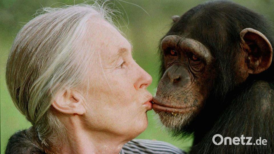 Die britische Primatenforscherin Jane Goodall ist im Alter von 91 Jahren gestorben. (Archivbild) Bild: JEAN-MARC BOUJU/AP/dpa