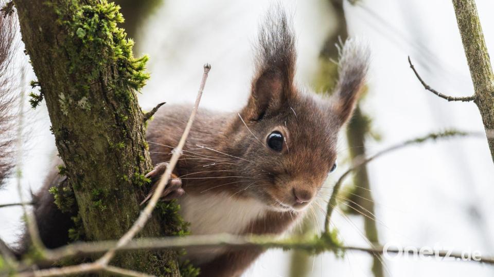 Eichhörnchen im Winter Bild: Silas Stein/dpa