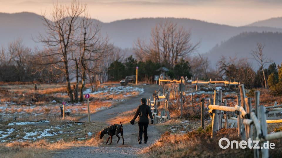 Winter im Schwarzwald Bild: Silas Stein/dpa