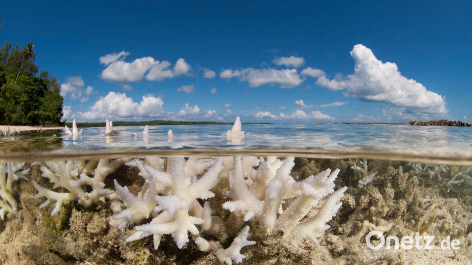 Korallen gehören WWF zufolge zu den Verlierern des Jahres. Bild: Jürgen Freund/WWF /dpa