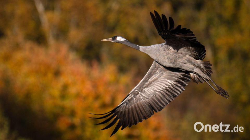Auch vielen Vögel ging es weltweit schlechter, in Deutschland setzte vor allem die Vogelgrippe den Kranichen zu. (Archivfoto) Bild: Sina Schuldt/dpa
