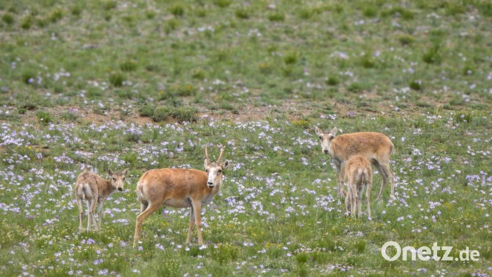 Die mongolischen Saiga-Antilopen gehören WWF zufolge zu den Gewinnern des Jahres. Bild: -/WWF Mongolia/dpa
